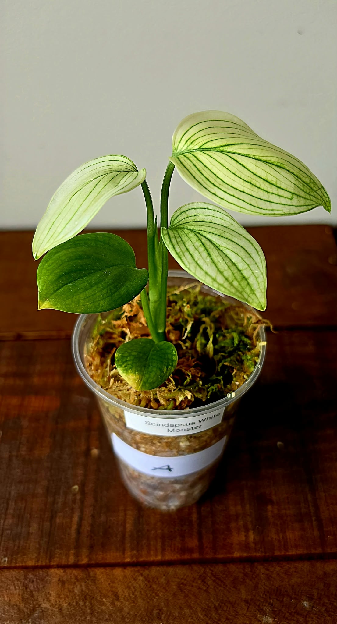 Scindapsus White Monster