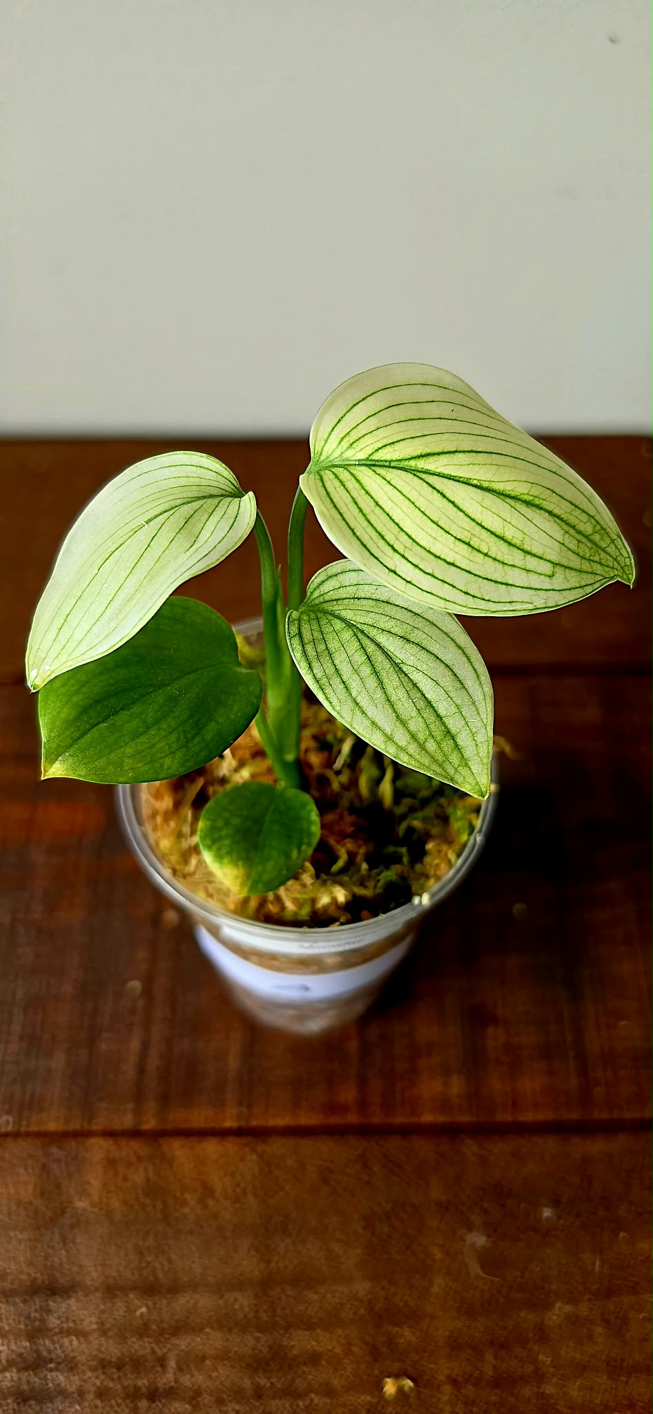 Scindapsus White Monster
