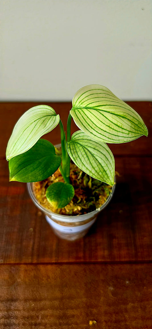 Scindapsus White Monster