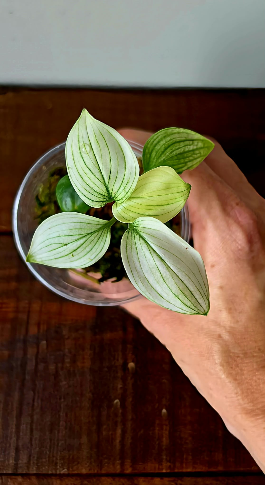 Scindapsus White Monster
