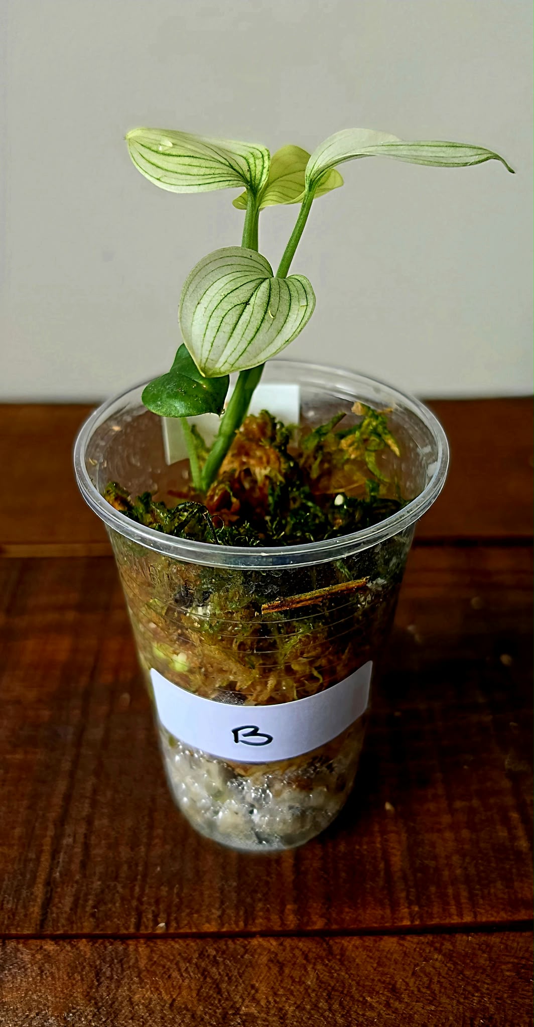 Scindapsus White Monster