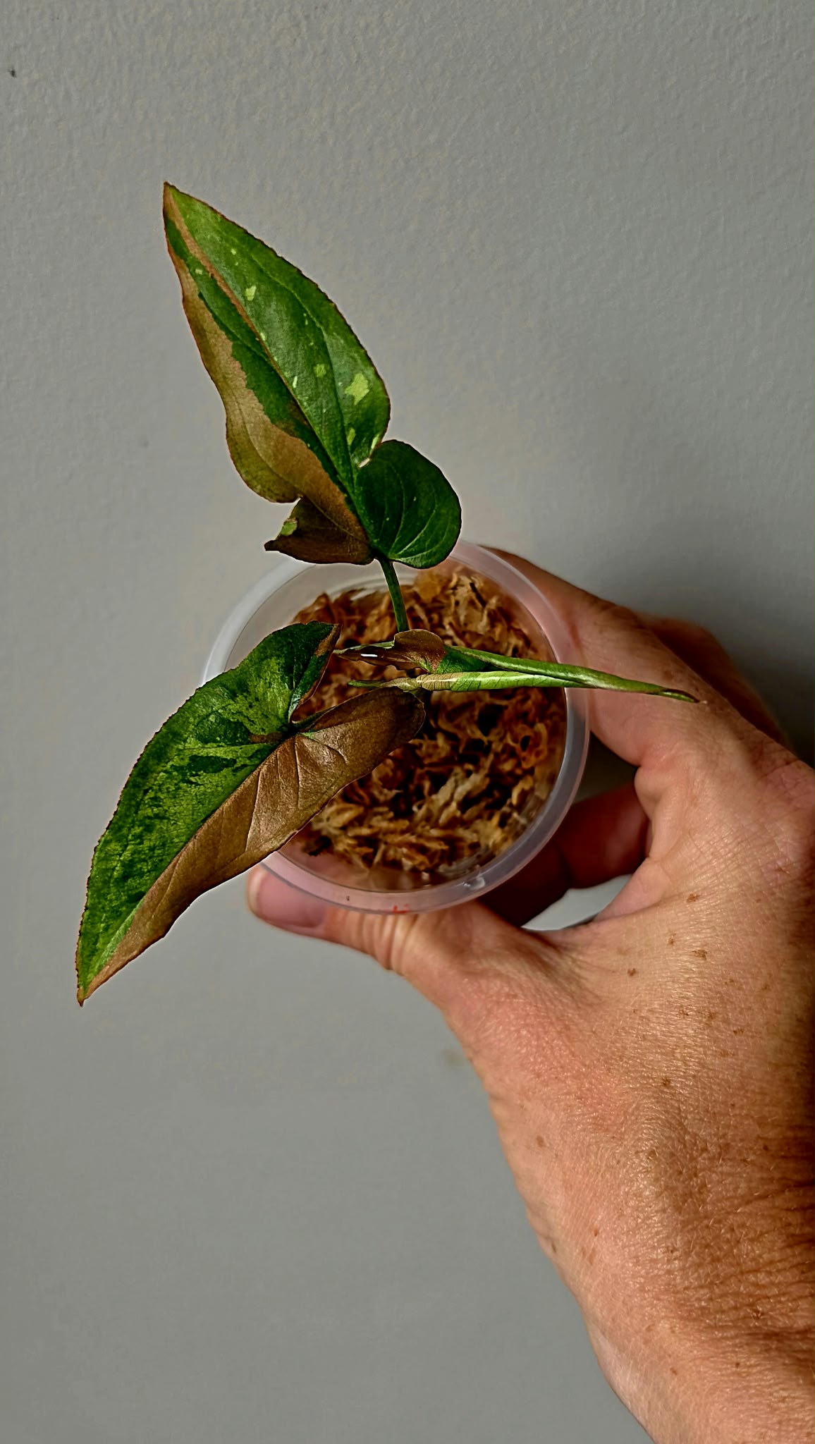 Syngonium Tricolor Migma