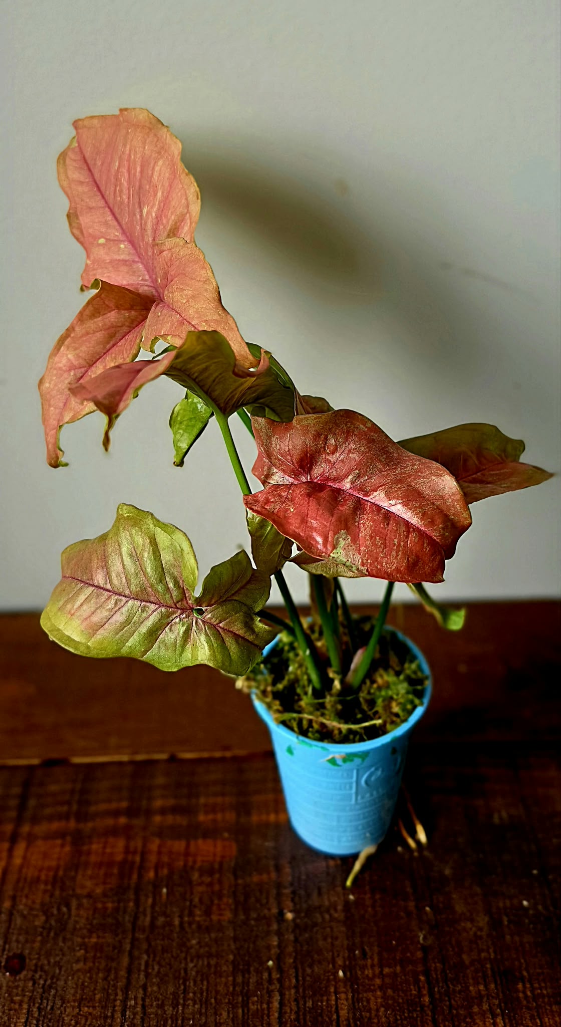 Syngonium Pink Venom