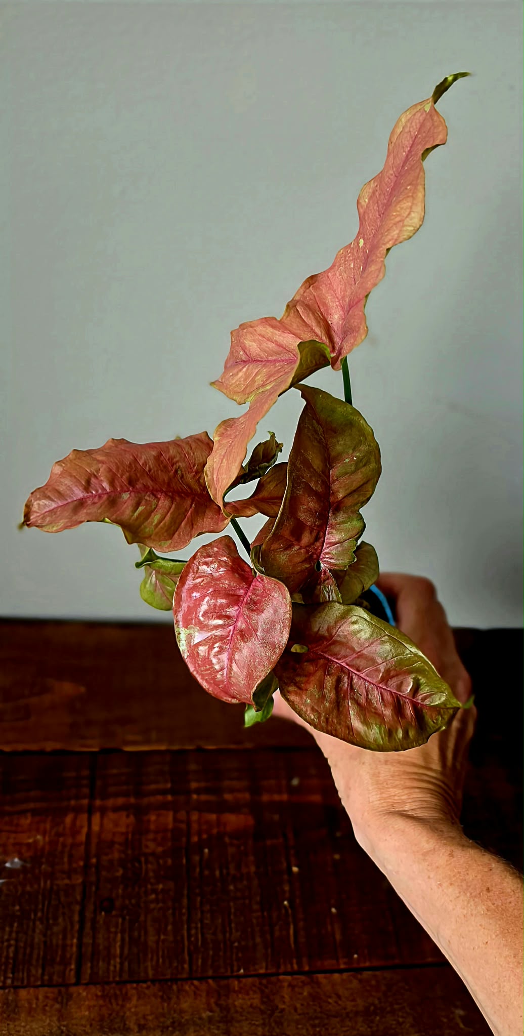 Syngonium Pink Venom