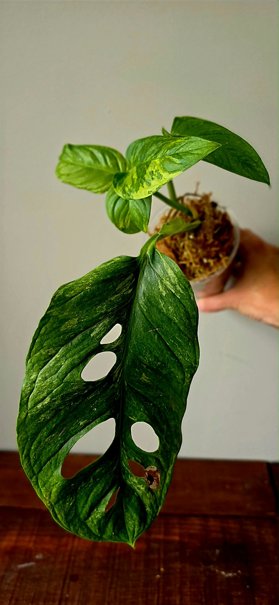 Monstera Mayuna Variegata