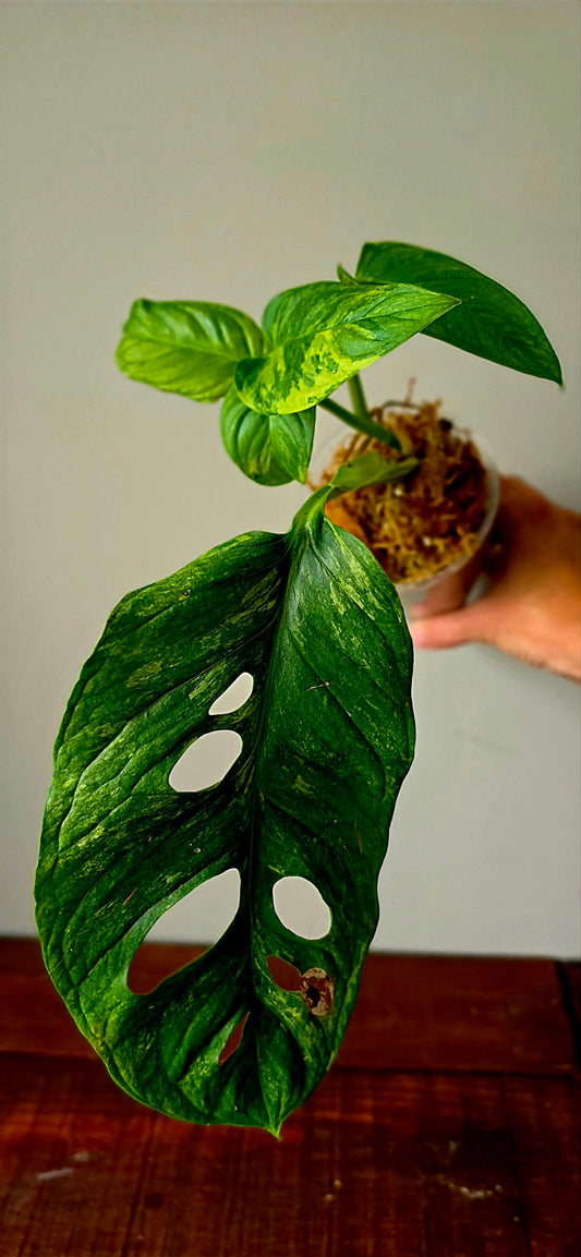 Monstera Mayuna Variegata