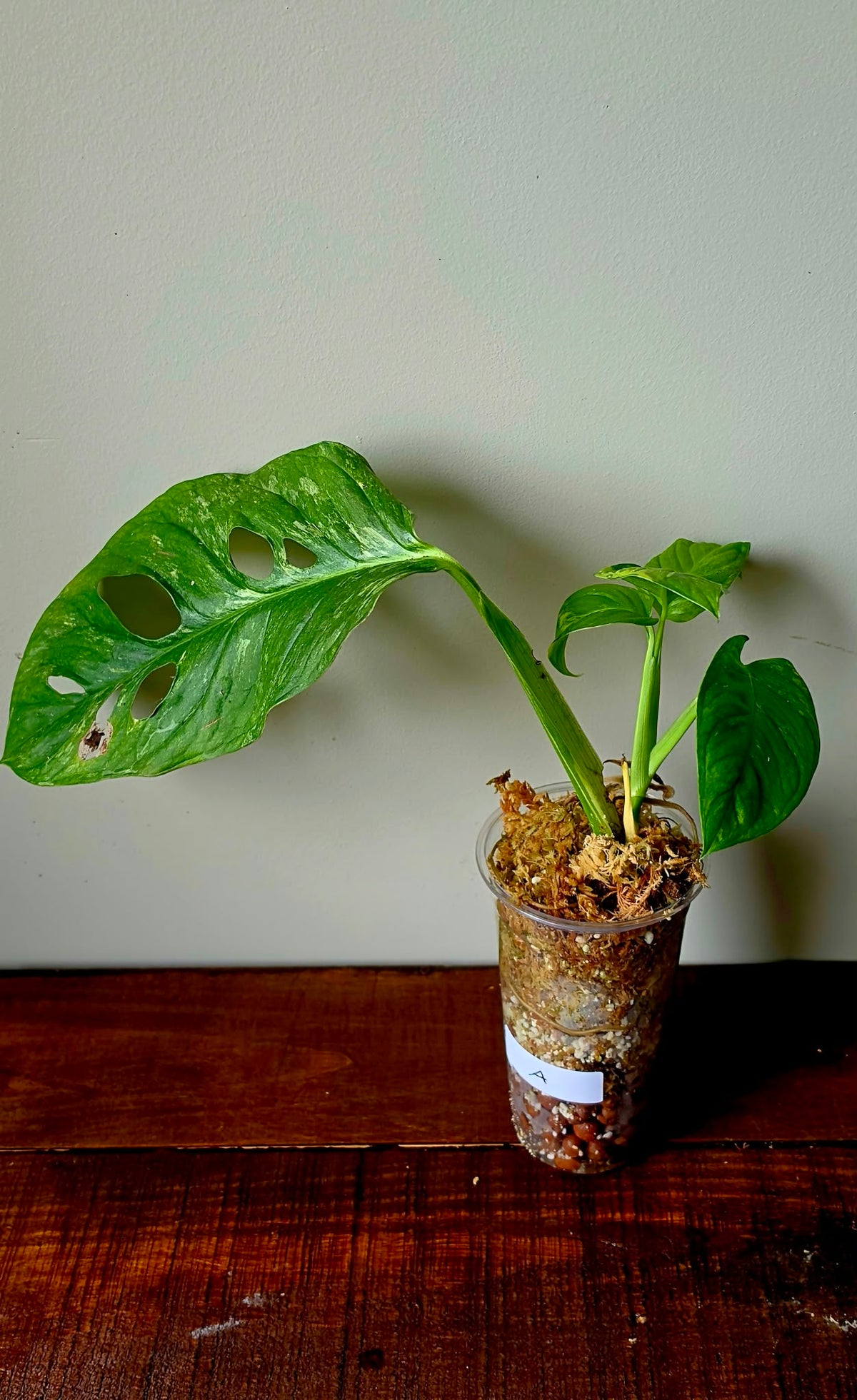 Monstera Mayuna Variegata