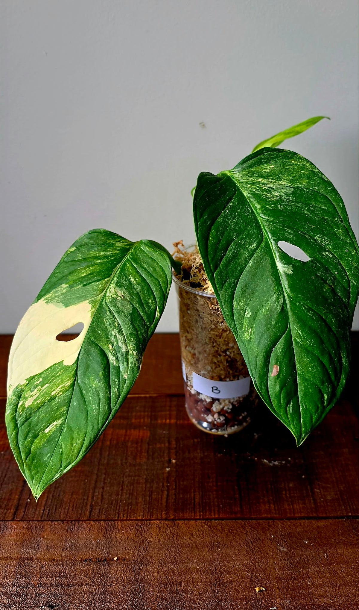 Monstera Mayuna Variegata