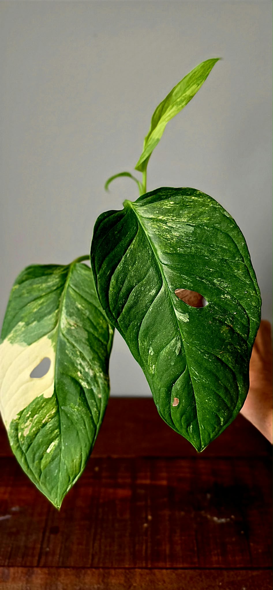 Monstera Mayuna Variegata