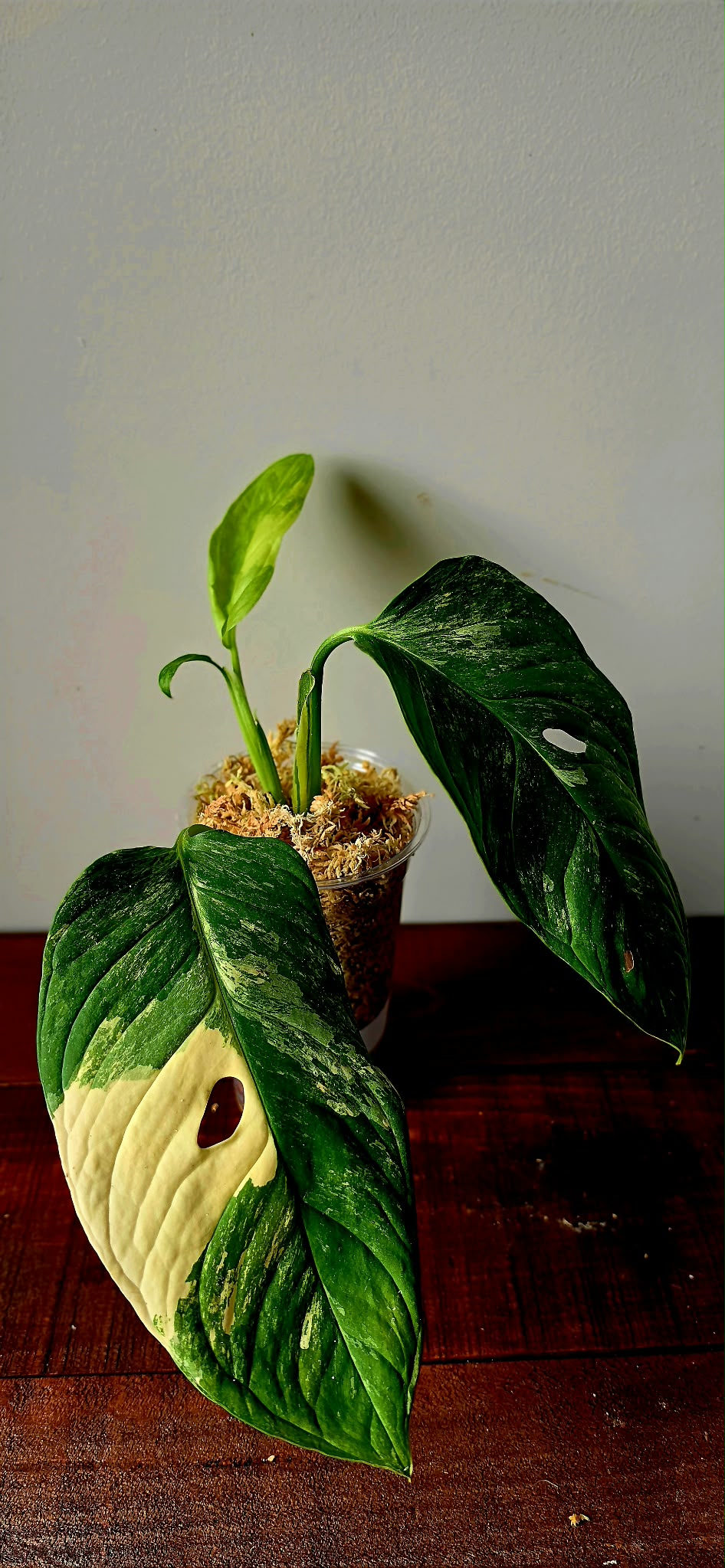 Monstera Mayuna Variegata