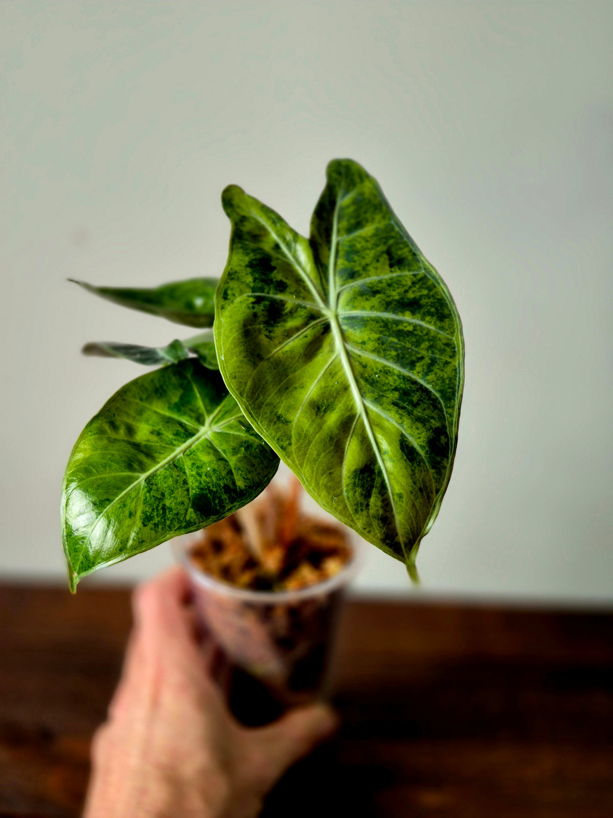 Alocasia Pink Dragon Variegata