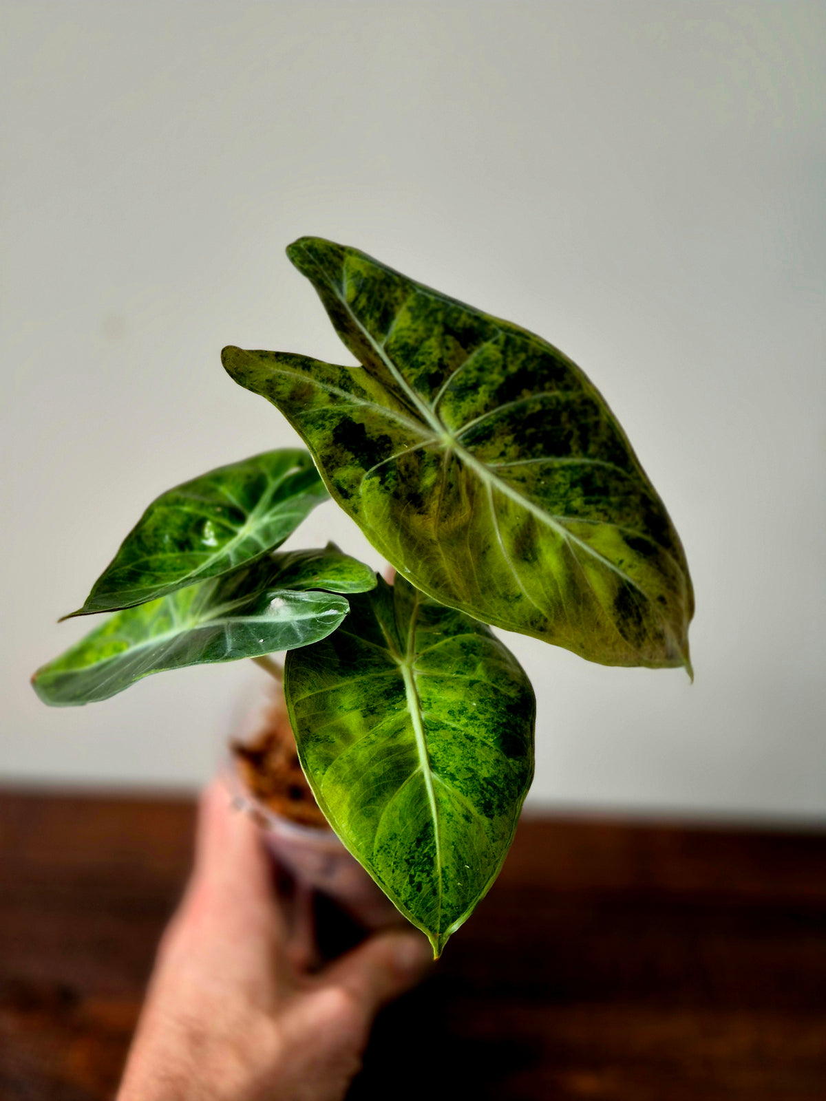 Alocasia Pink Dragon Variegata