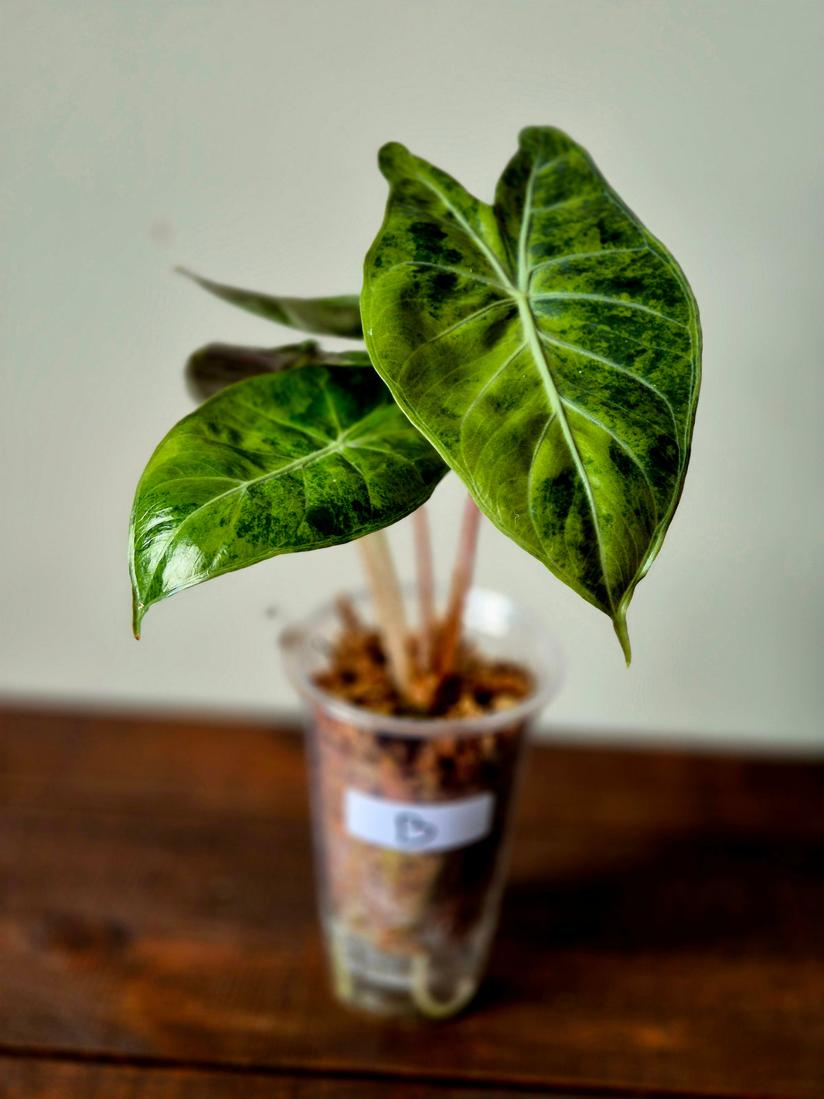 Alocasia Pink Dragon Variegata