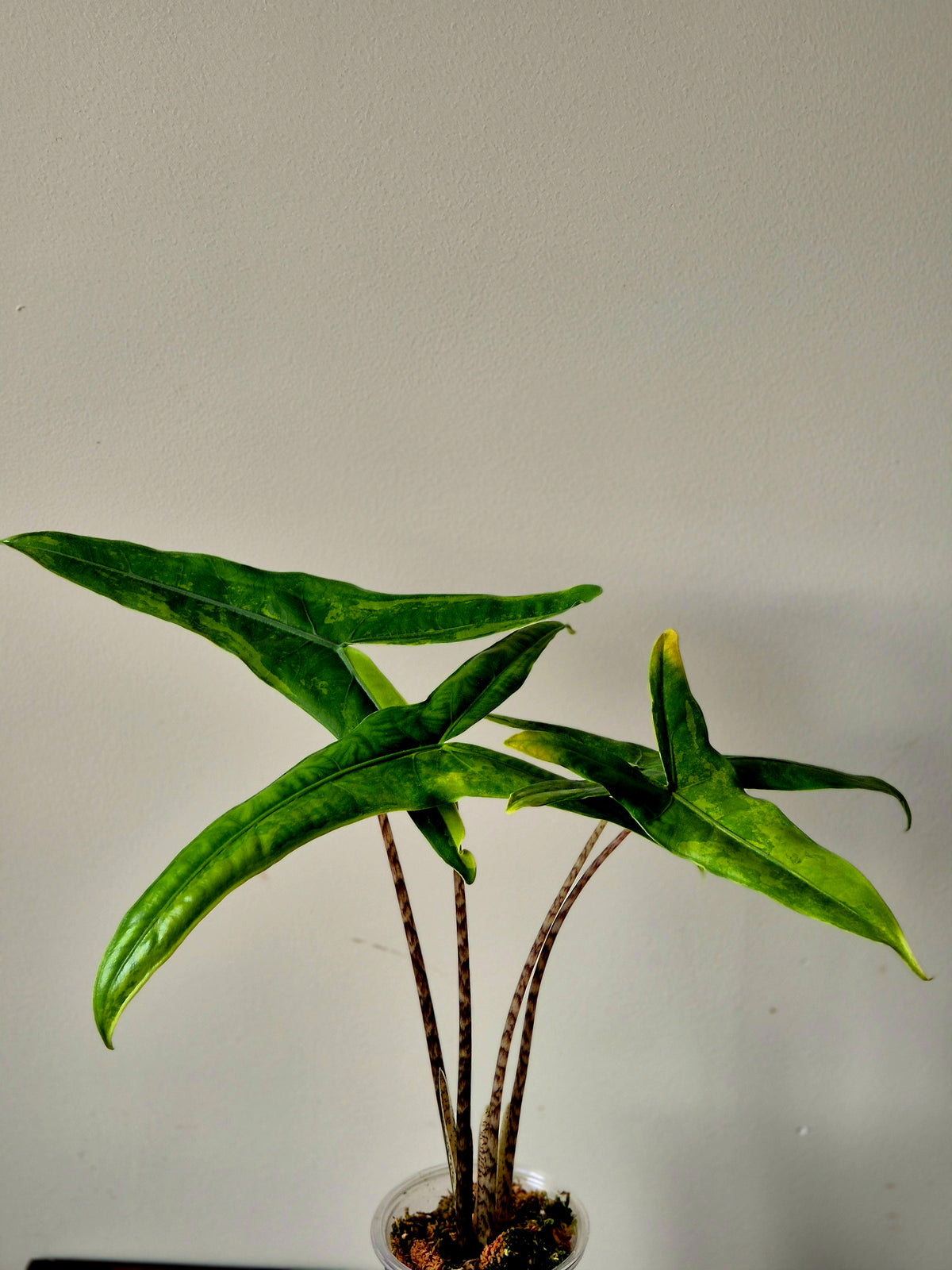 Alocasia Tigrina Variegata