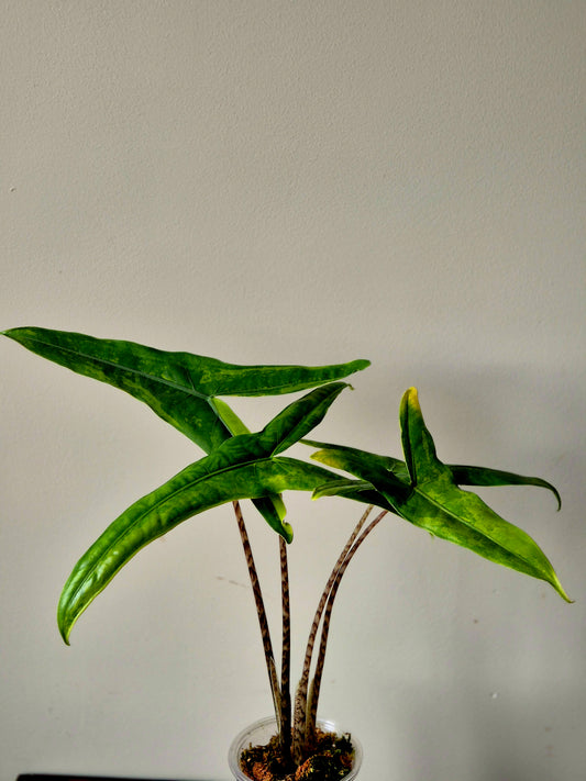 Alocasia Tigrina Variegata