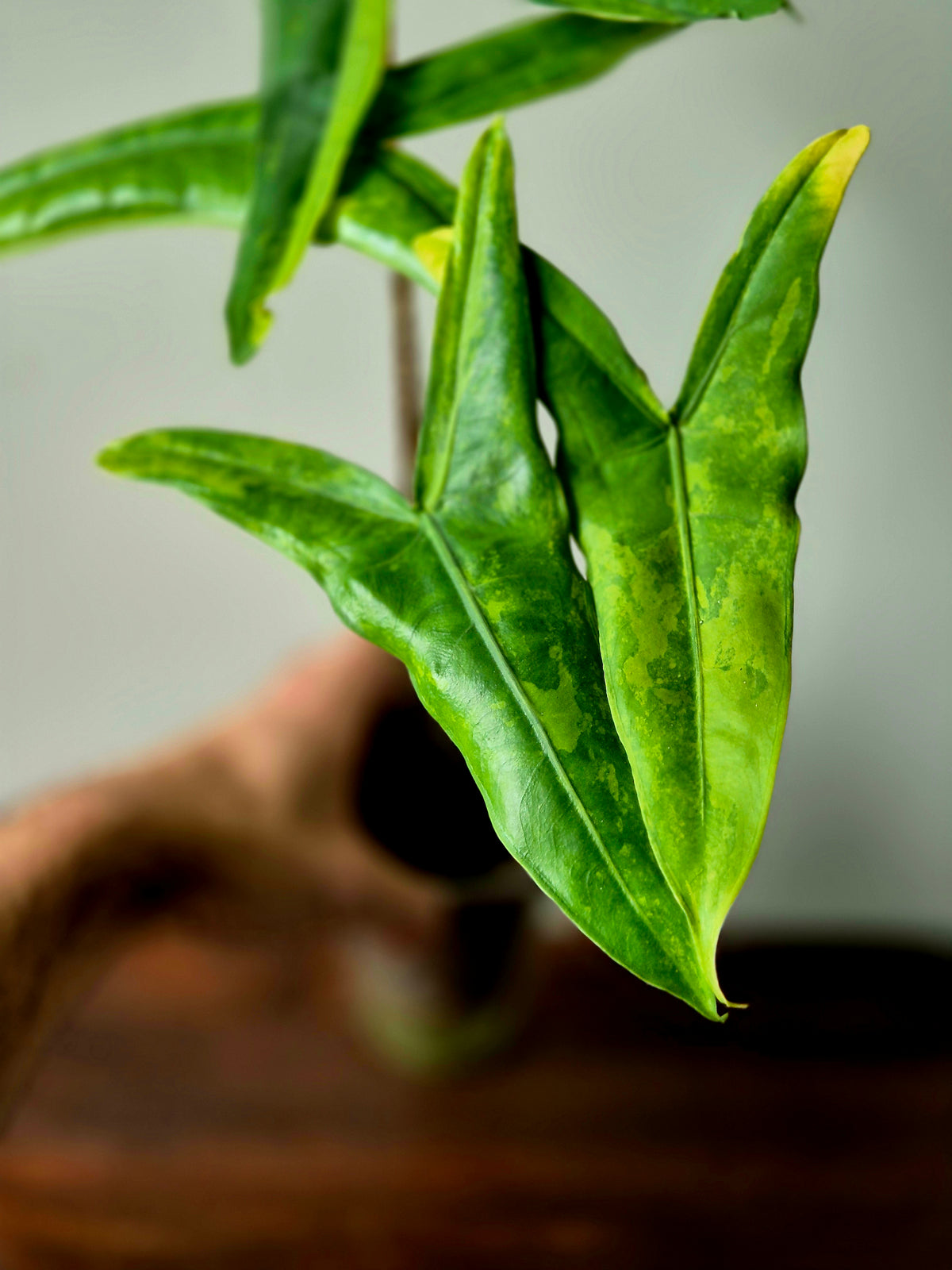 Alocasia Tigrina Variegata