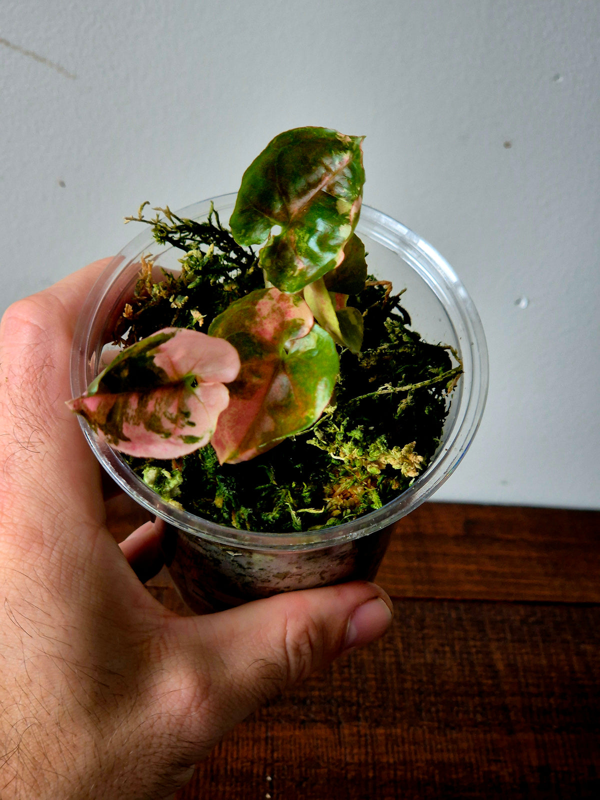 Syngonium Strawberry Ice Galaxy