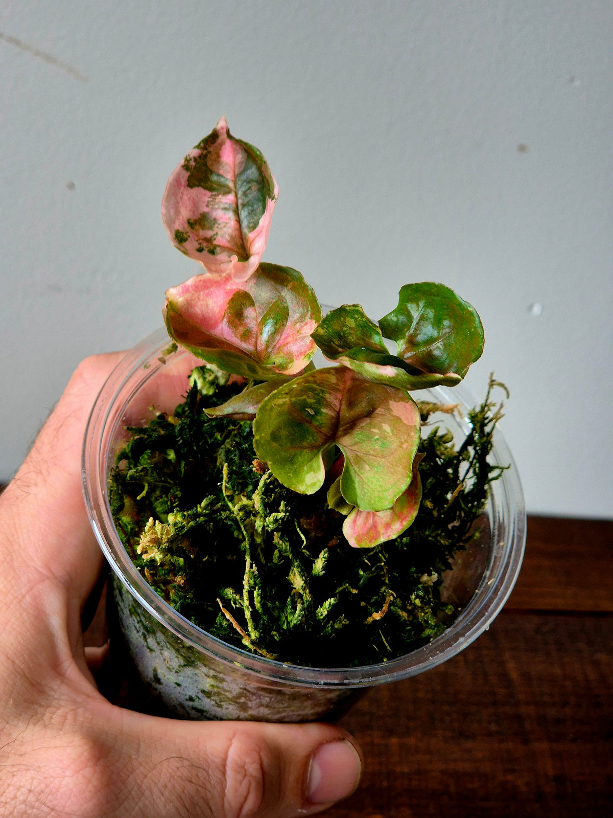 Syngonium Strawberry Ice Galaxy