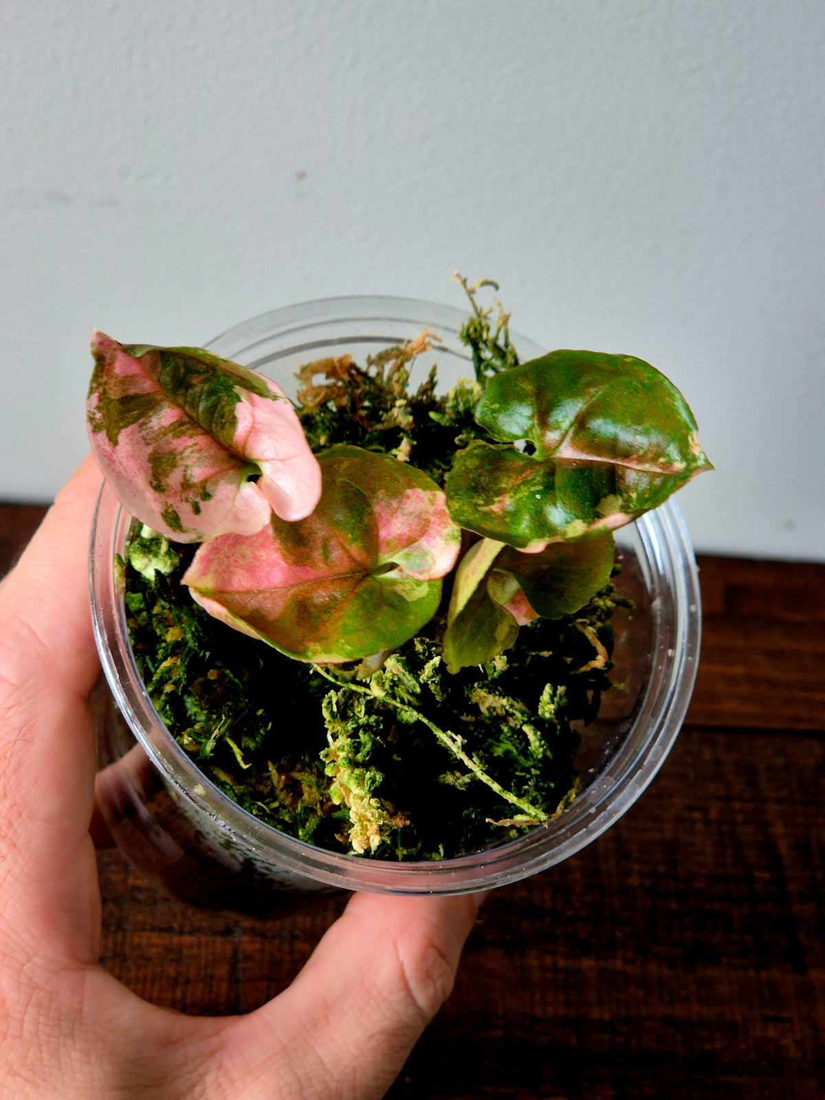 Syngonium Strawberry Ice Galaxy