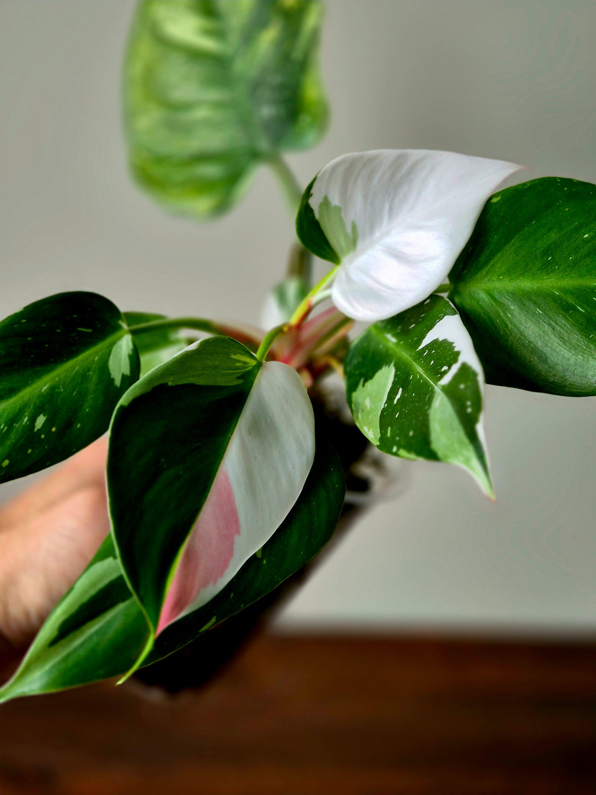 Philodendron Fresh Aurea