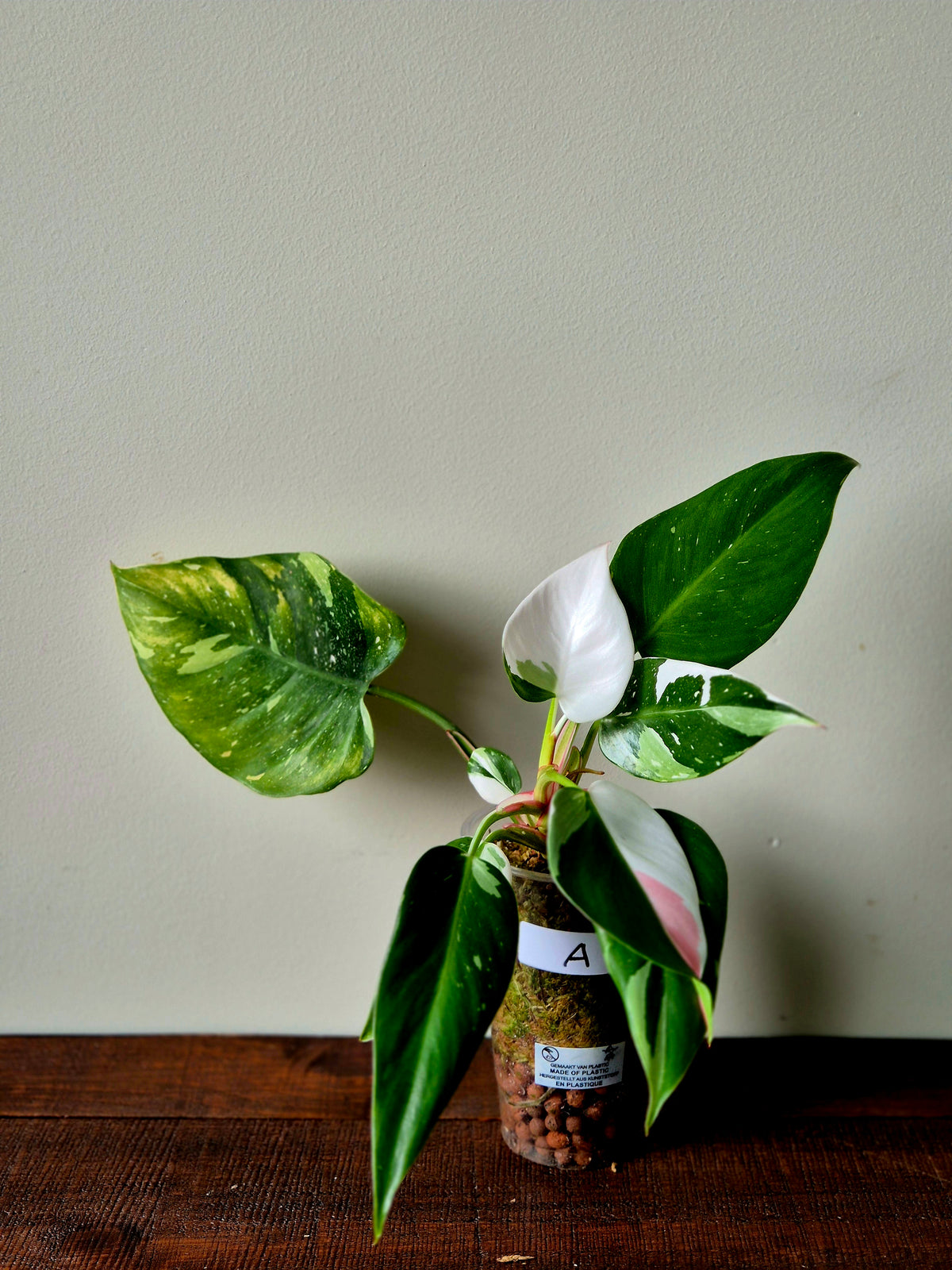Philodendron Fresh Aurea