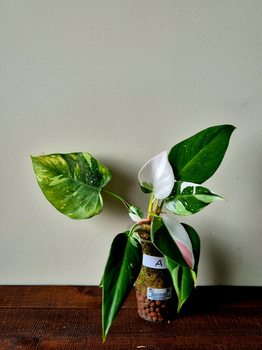 Philodendron Fresh Aurea