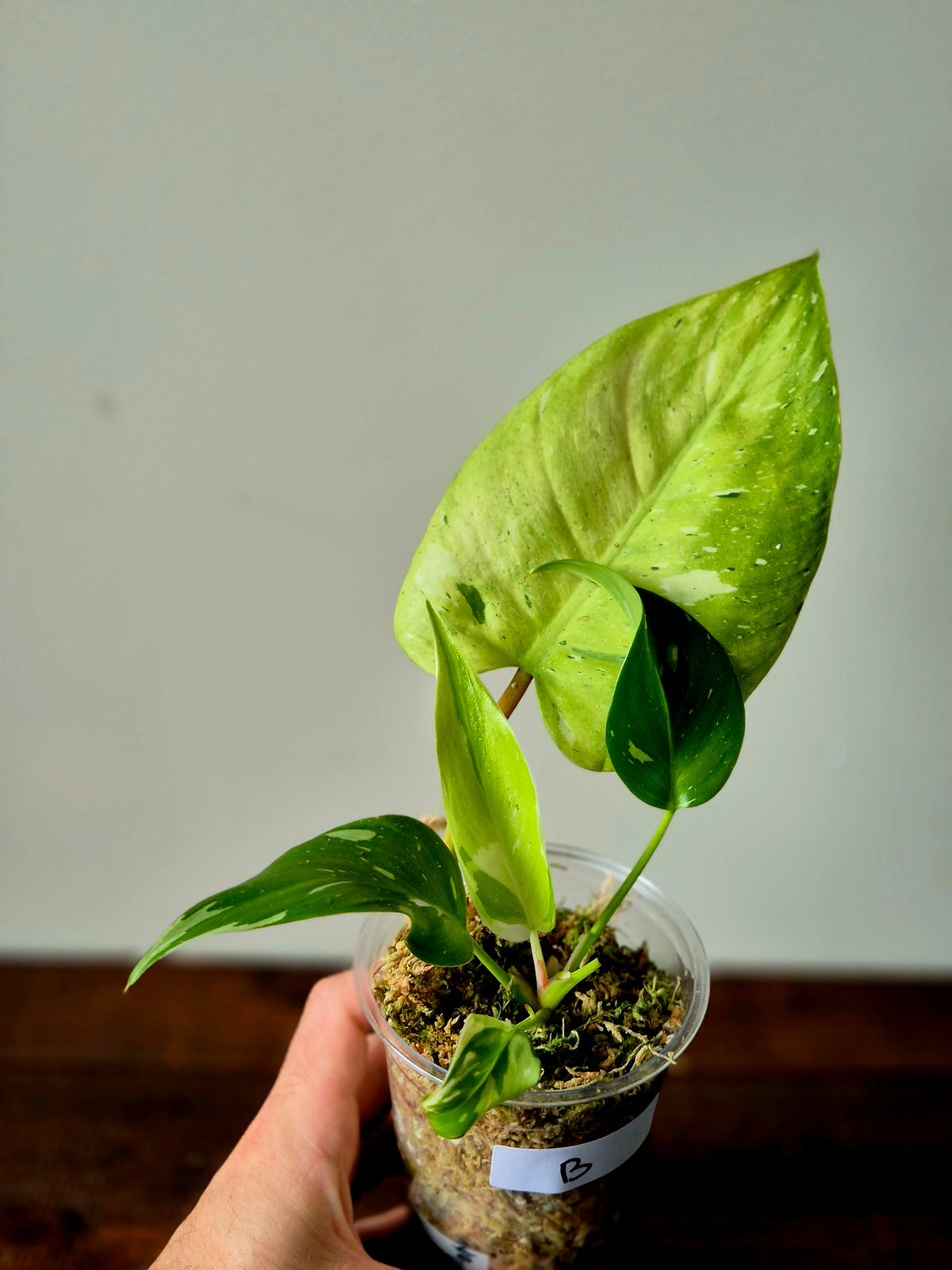 Philodendron Fresh Aurea