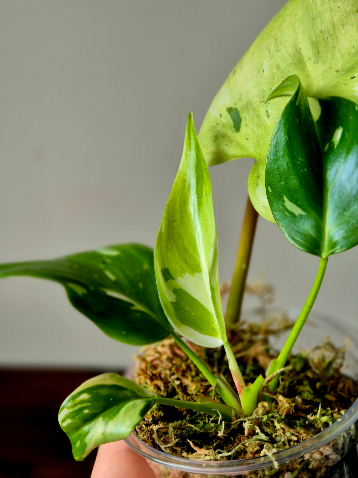 Philodendron Fresh Aurea