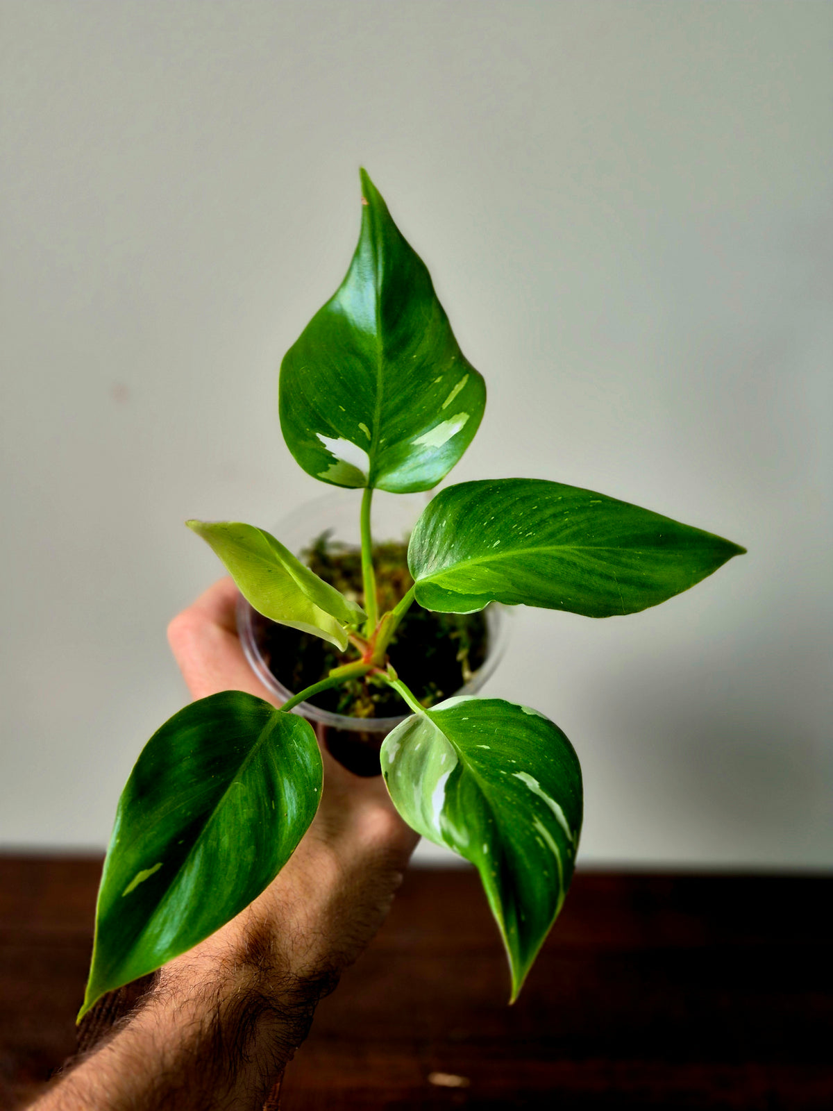 Philodendron Fresh Aurea