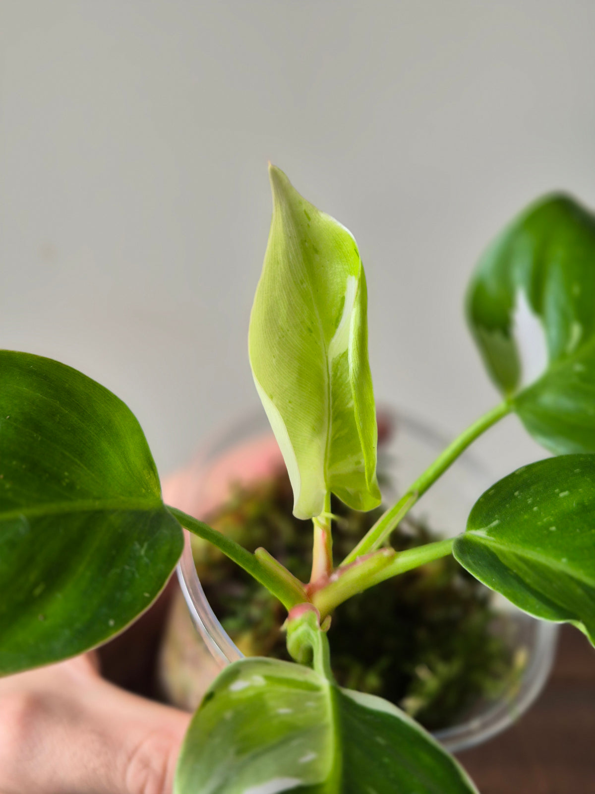 Philodendron Fresh Aurea
