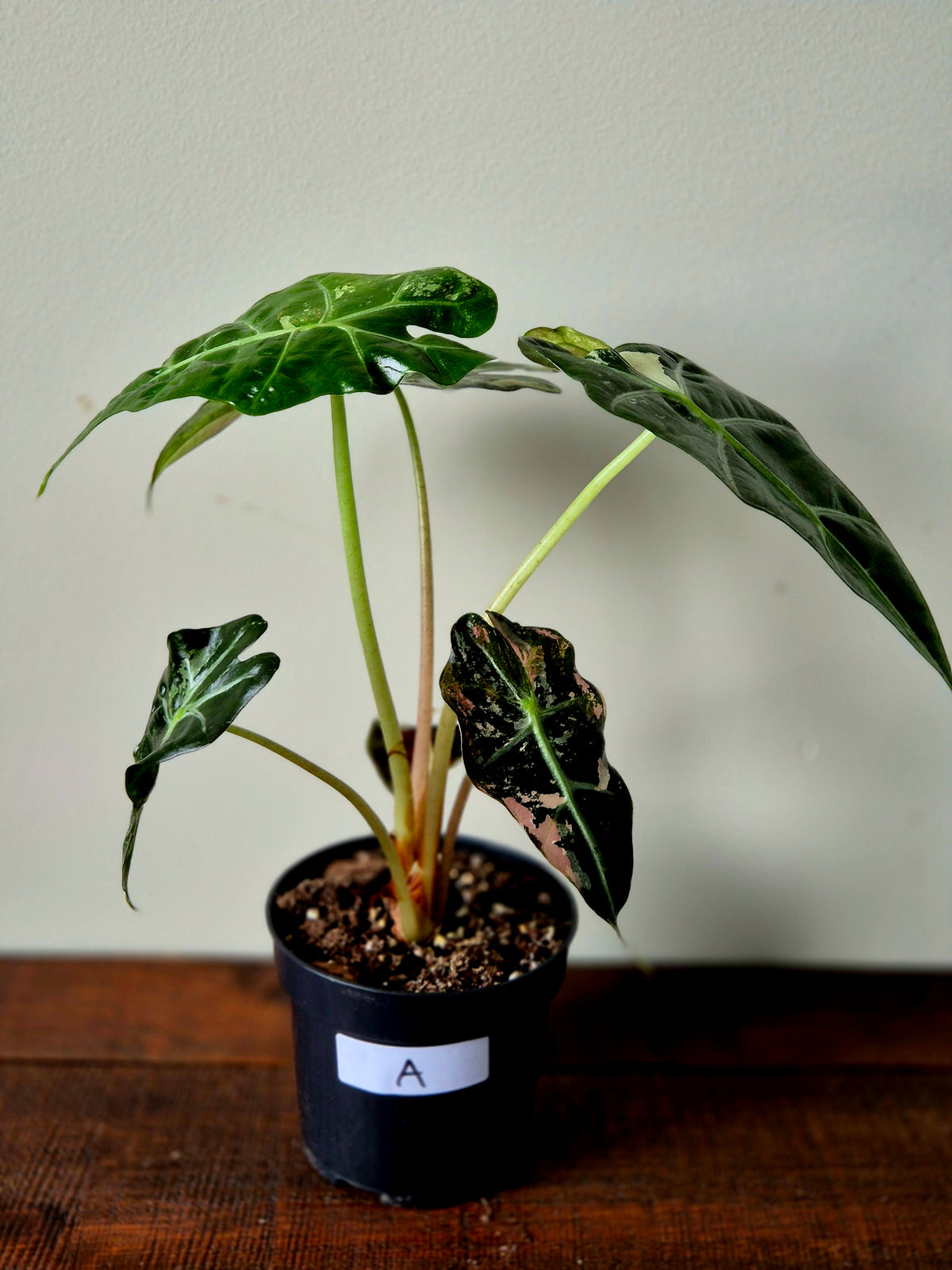 Alocasia Amazonica Pink