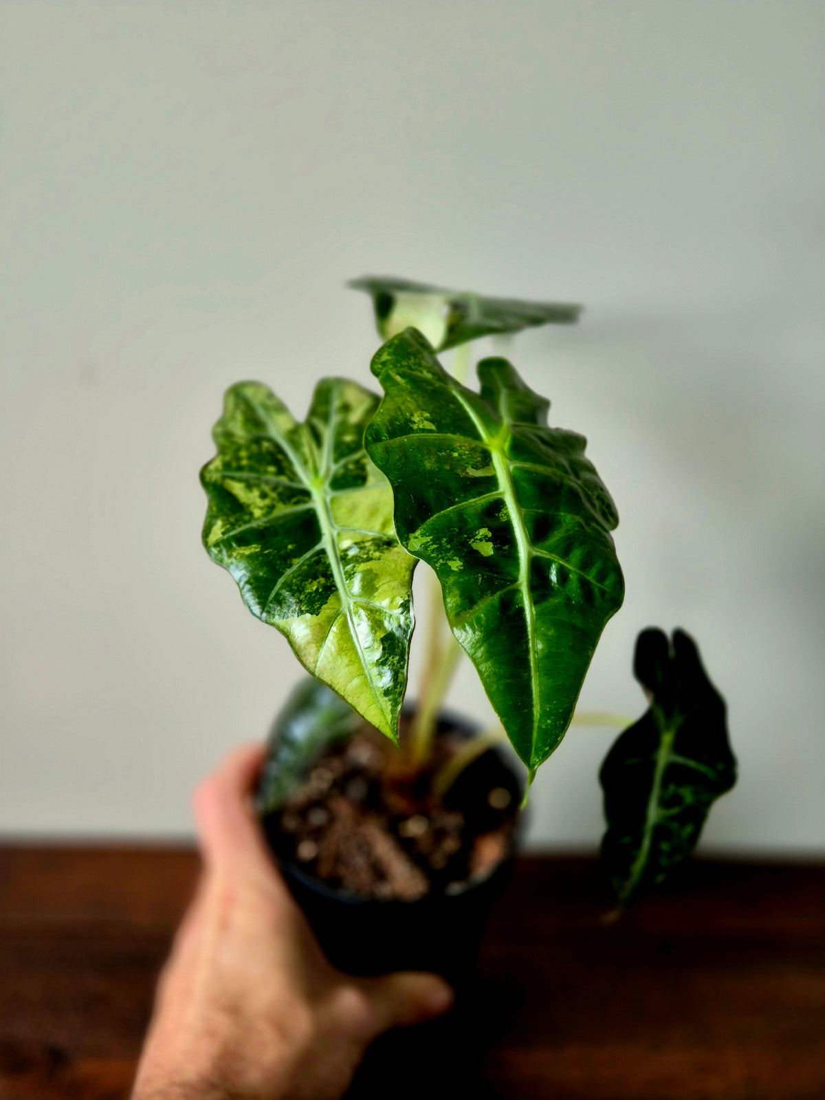 Alocasia Amazonica Pink