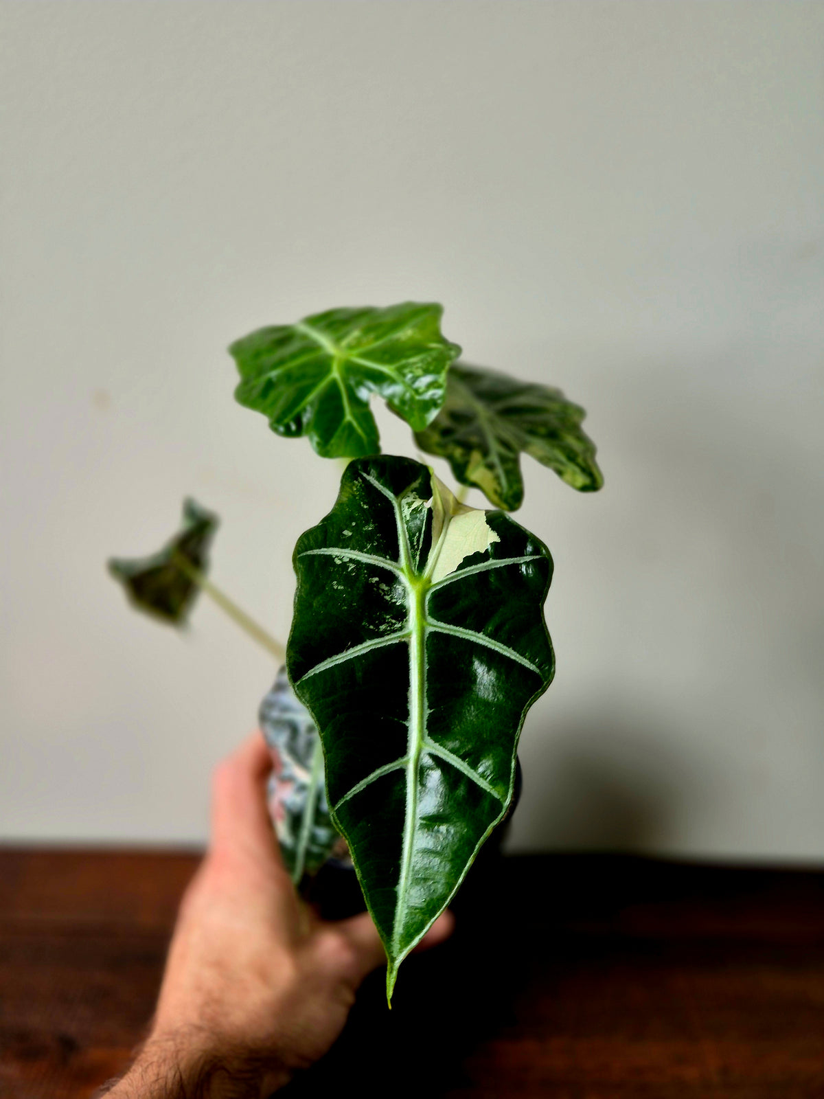 Alocasia Amazonica Pink