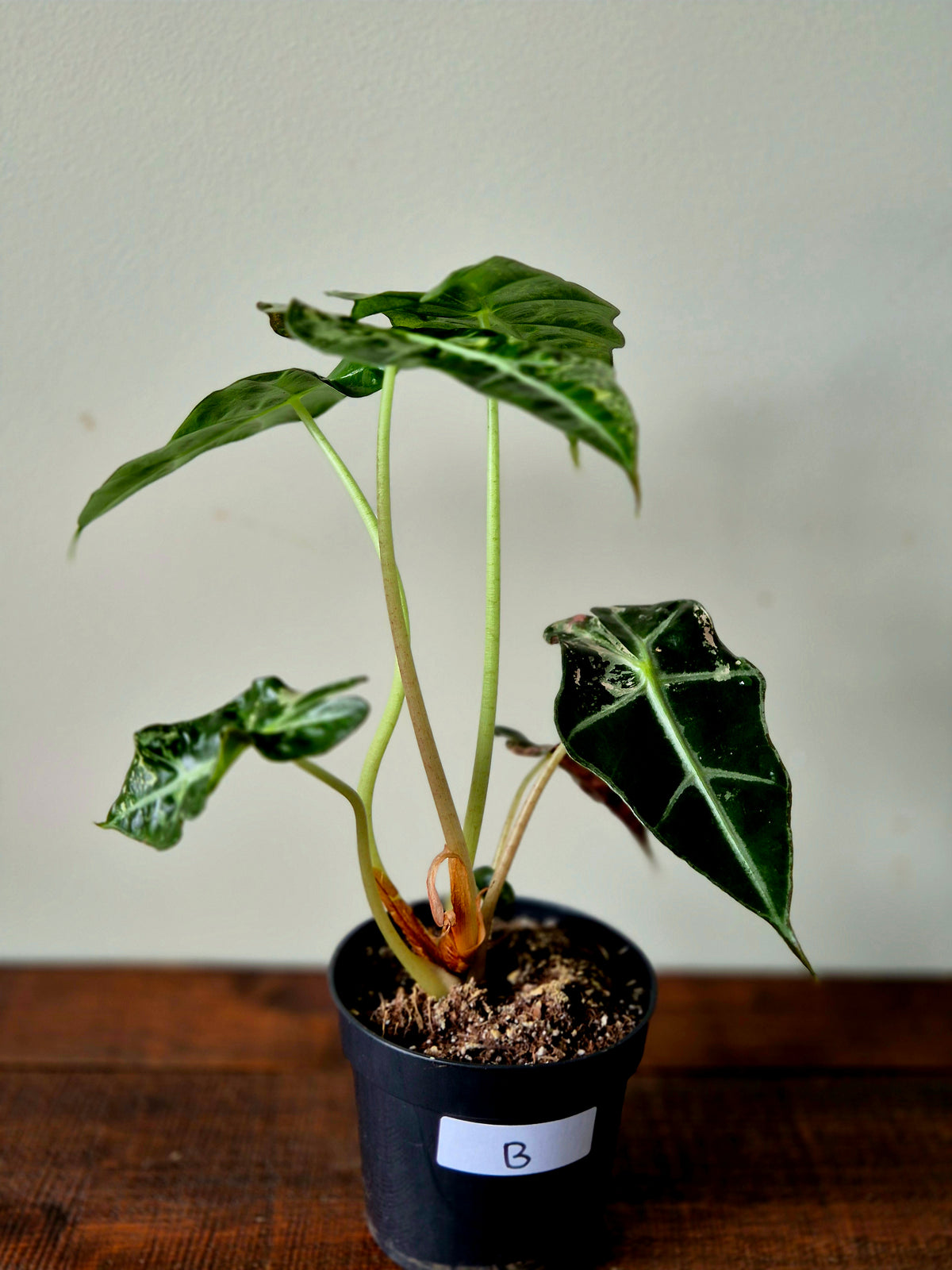 Alocasia Amazonica Pink