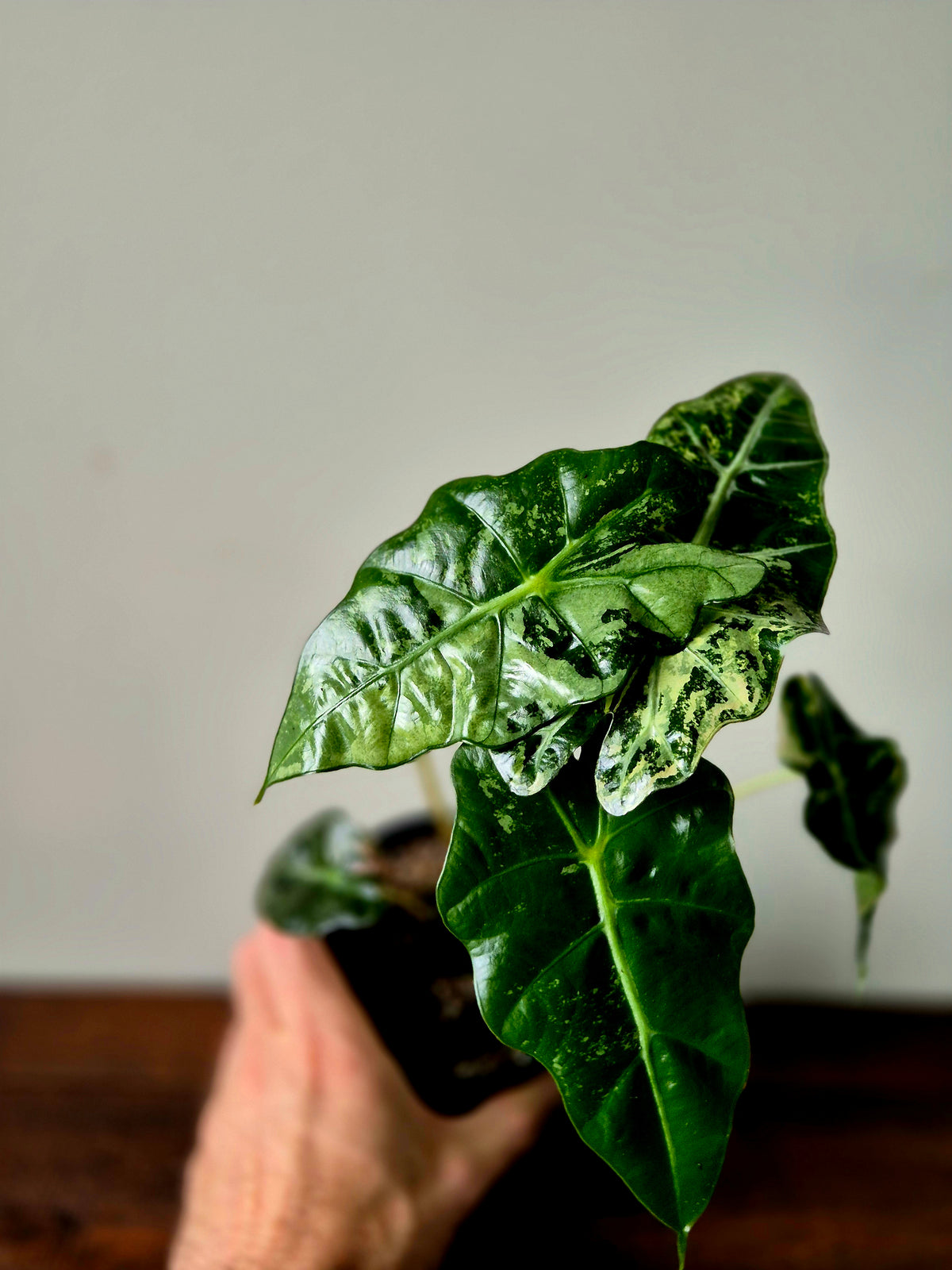 Alocasia Amazonica Pink