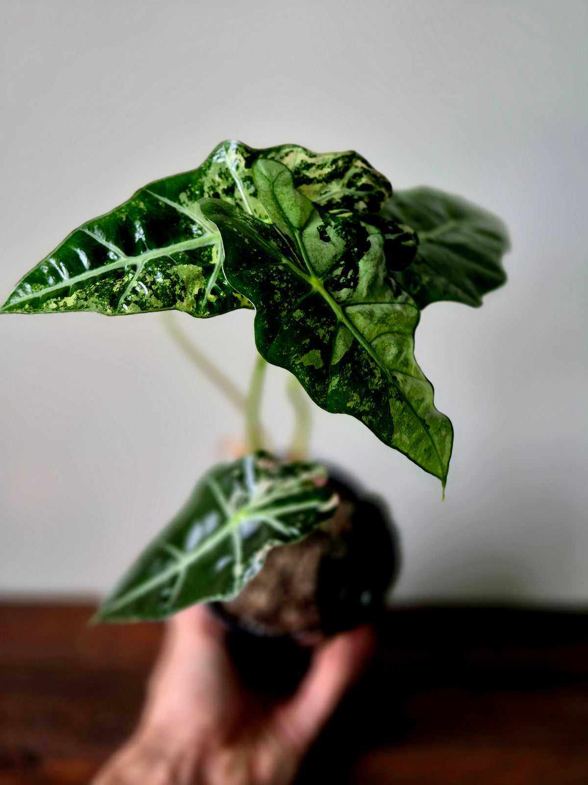 Alocasia Amazonica Pink