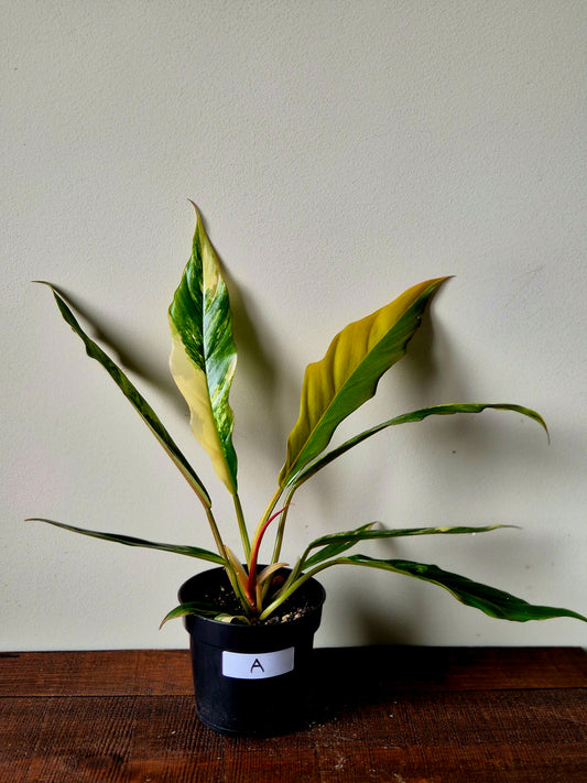 Philodendron Caramel Marble