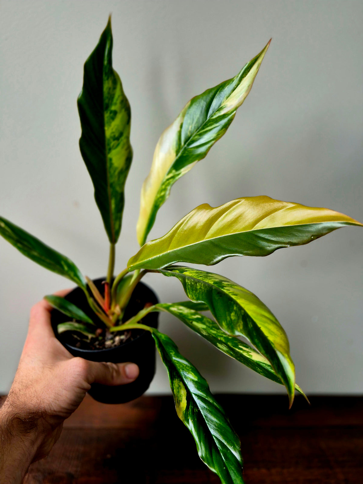 Philodendron Caramel Marble