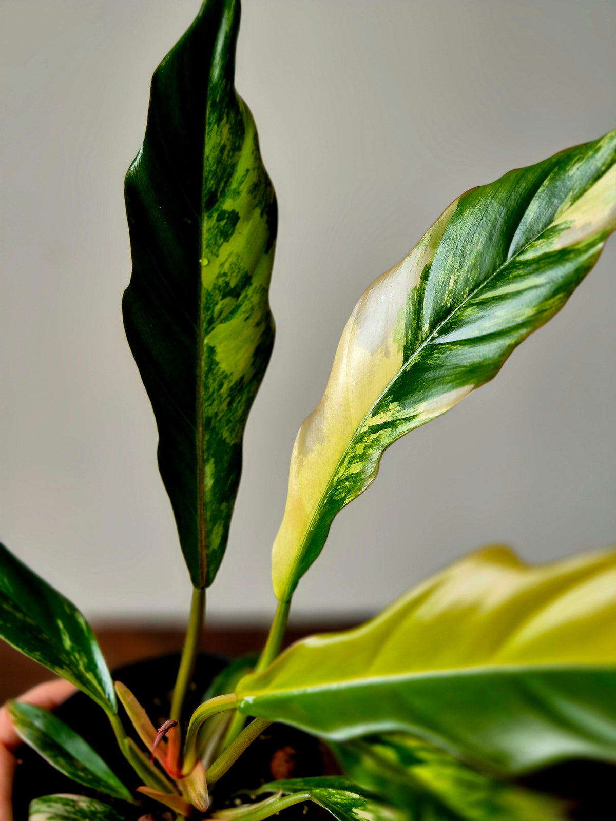Philodendron Caramel Marble
