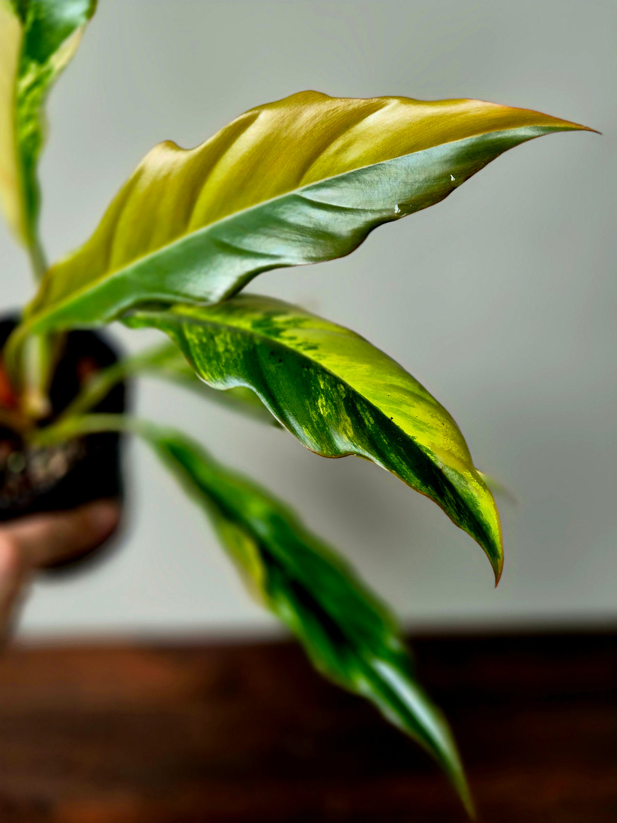 Philodendron Caramel Marble