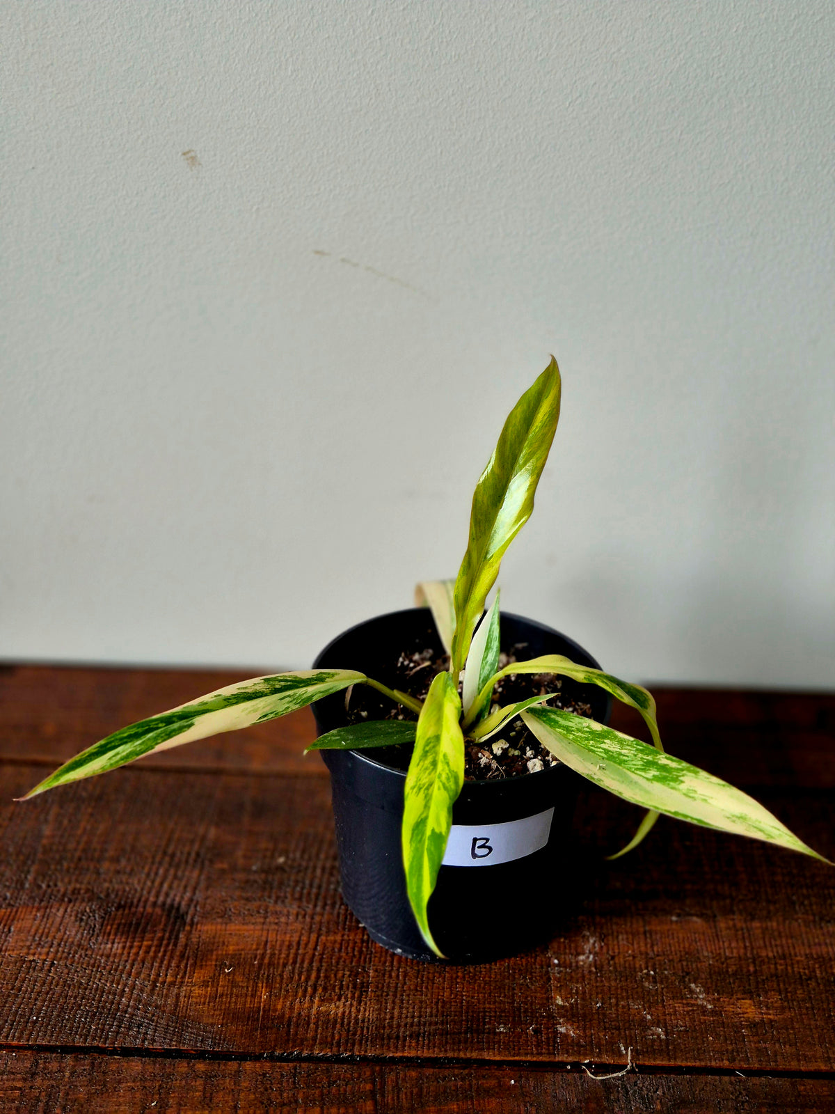Philodendron Caramel Marble