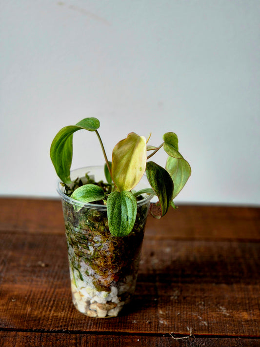 Philodendron Micans Mint Variegata