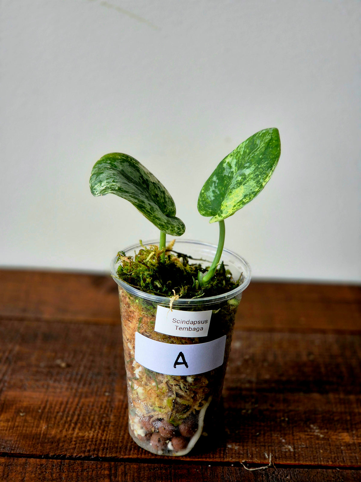 Scindapsus Tembaga