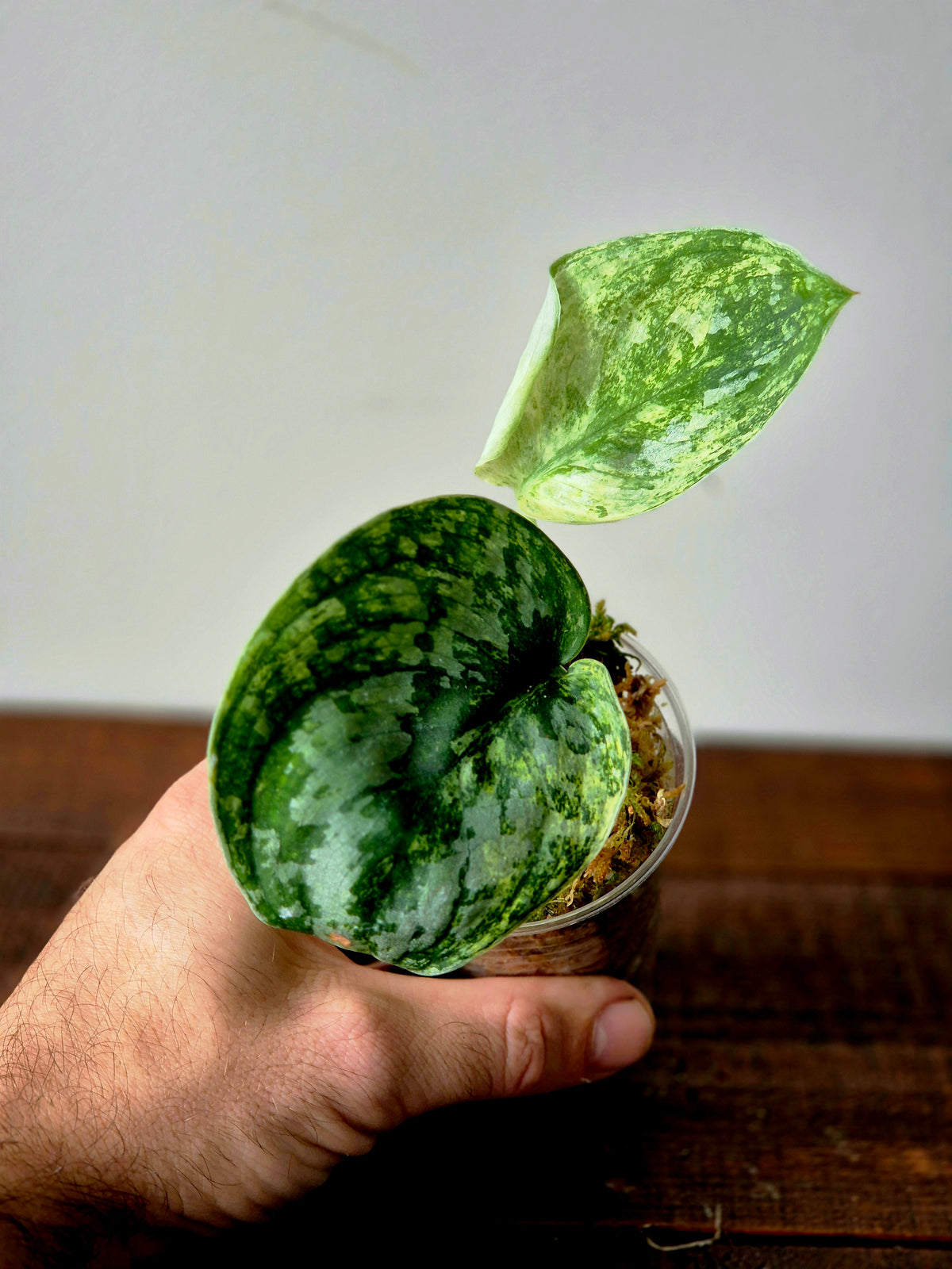 Scindapsus Tembaga