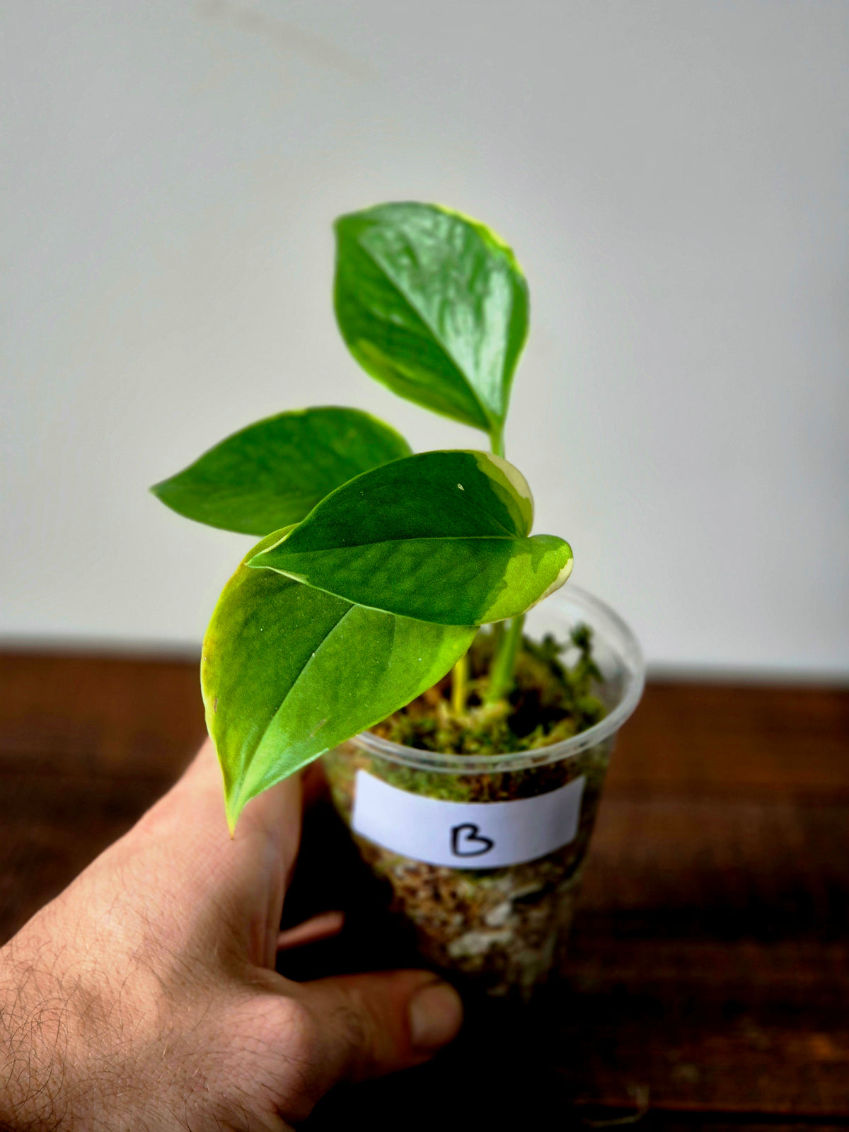 Epipremnum Poonsin