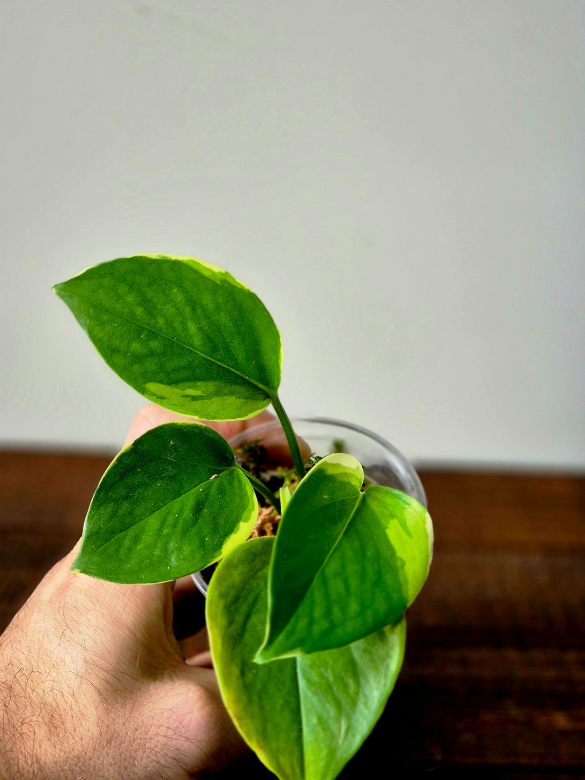 Epipremnum Poonsin
