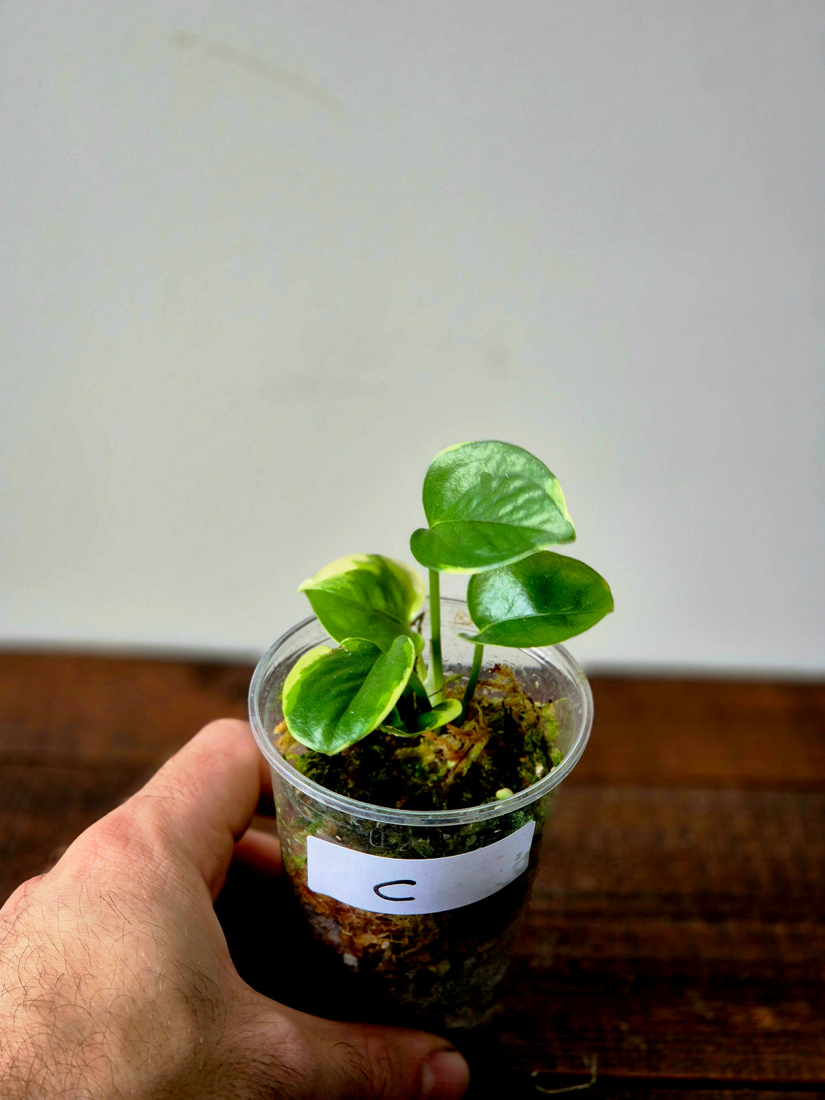 Epipremnum Poonsin
