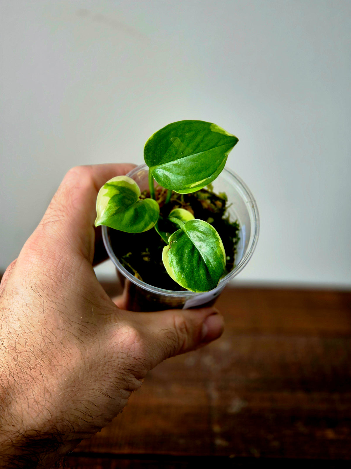 Epipremnum Poonsin
