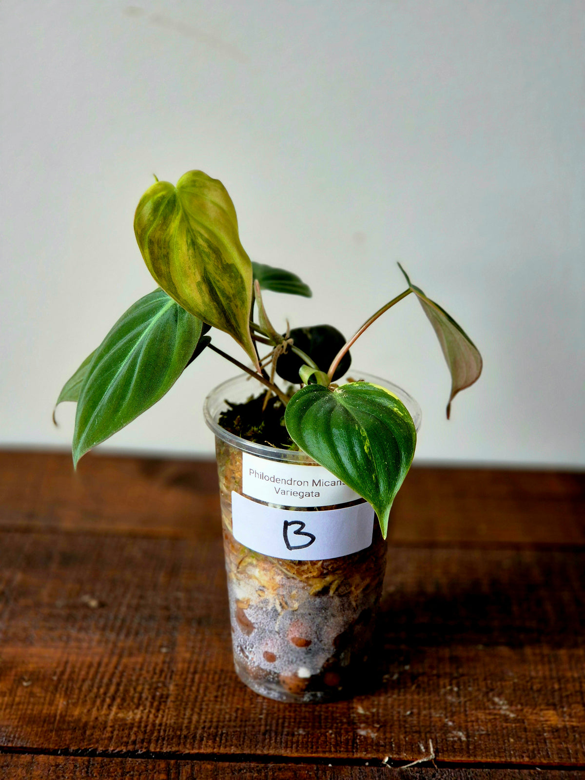 Philodendron Micans Variegata