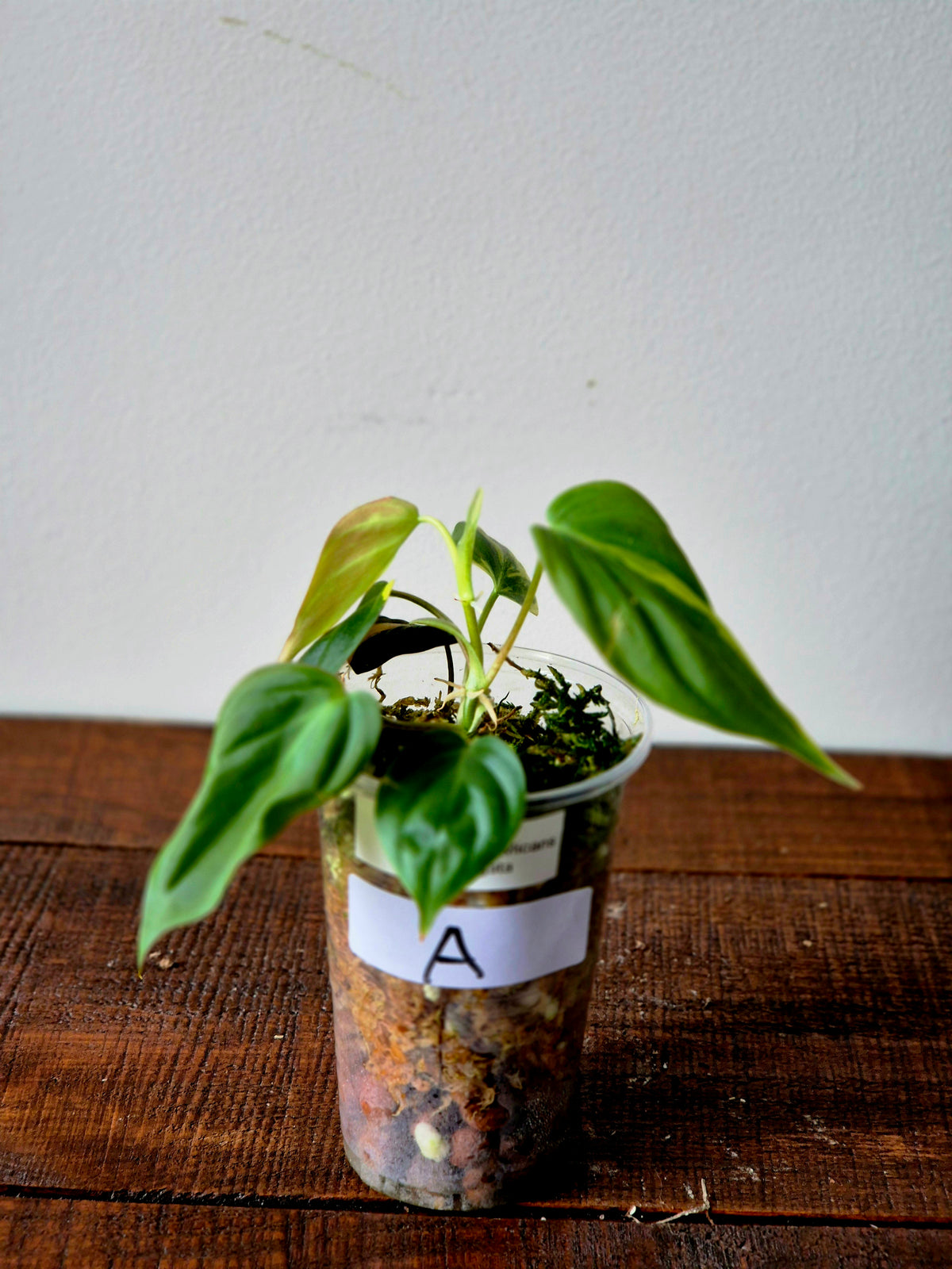 Philodendron Micans Variegata